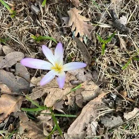 Apartmán Rural El Pastor Es Un Estudio Con Gran Ventanal A Gredos Cabezas Bajas