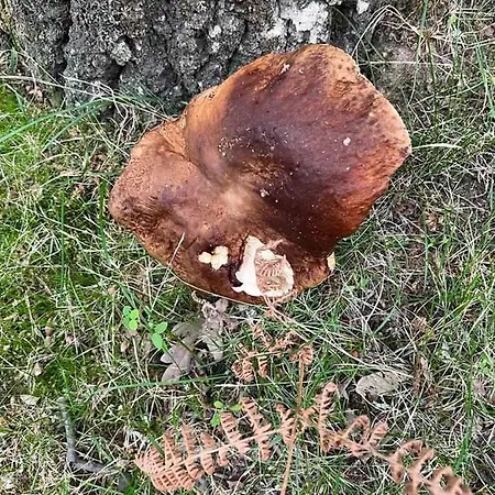 Rural El Pastor Es Un Estudio Con Gran Ventanal A Gredos * Cabezas Bajas