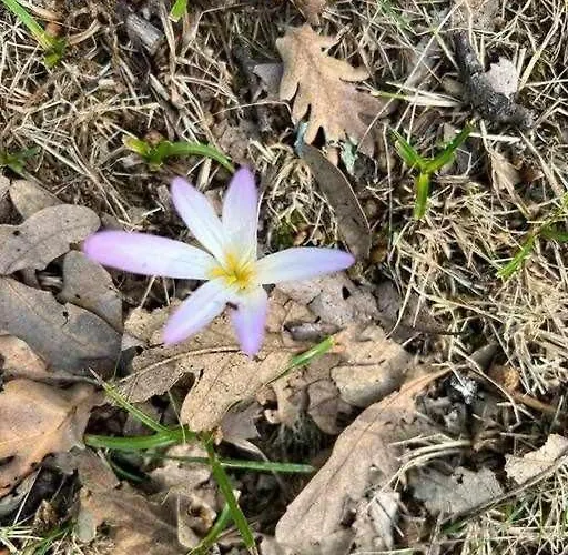 아파트 Rural El Pastor Es Un Estudio Con Gran Cabezas Bajas