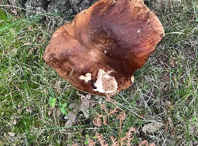 Rural El Pastor Es Un Estudio Con Gran Ventanal A Gredos * Cabezas Bajas